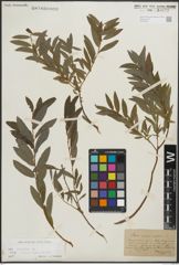 Foto von Salix repens subsp. rosmarinifolia (L.) Andersson
